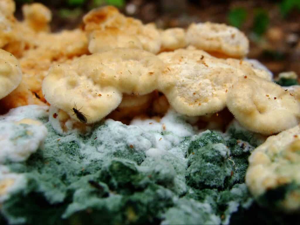 mushroom cultivation (19)
