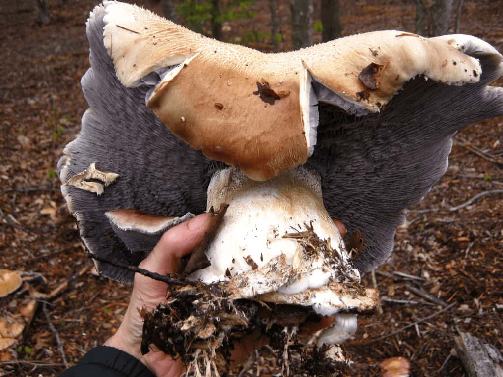 mushroom cultivation (2)