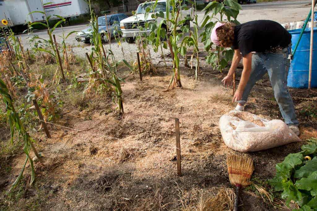 mushroom cultivation (3)