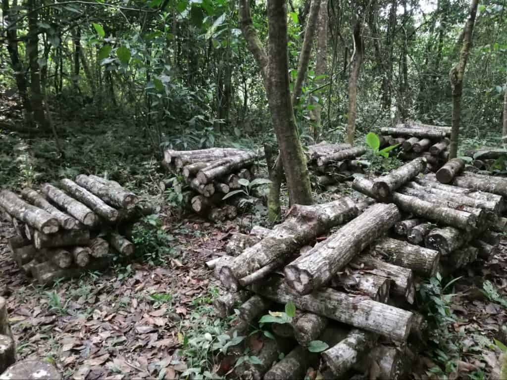 mushroom cultivation (4)