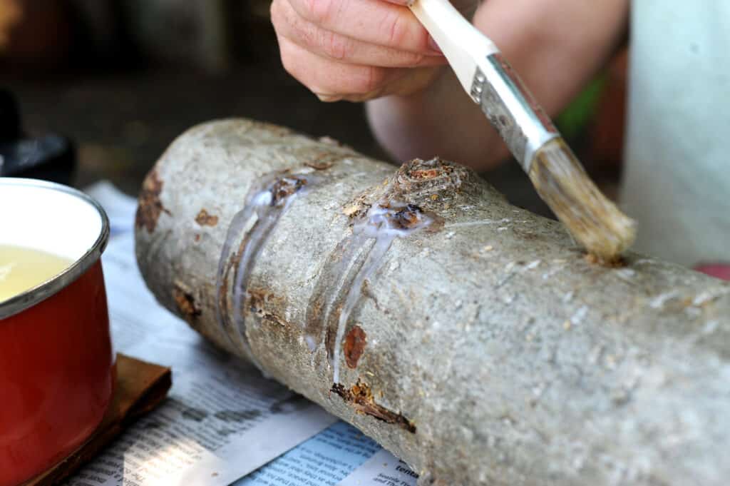 mushroom cultivation (7)