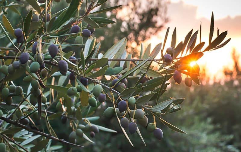 olive trees on sunset