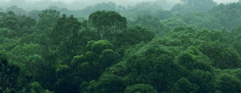 rainforest jungle aerial view