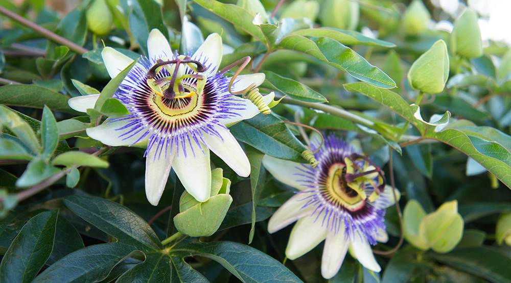 two passiflora white and blue flower with green