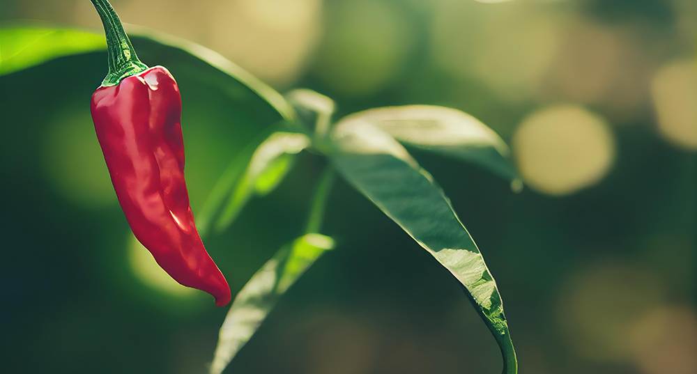 a red chili pepper on a plant with green leaves, a close up of a red pepper plant.