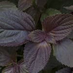 close up purple perilla frutescens leaves.
