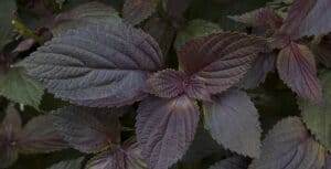 close up purple perilla frutescens leaves.