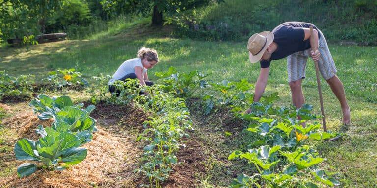 young man and woman working in a home grown vegetable garden