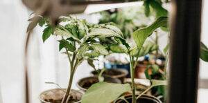 indoor garden plant starts under lights