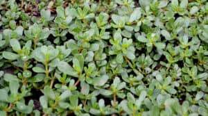 portulaca oleracea. annual herbaceous succulent plants. purslane