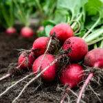 fresh radish harvest on soil in garden.