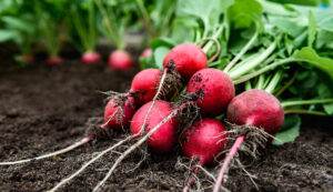 fresh radish harvest on soil in garden.