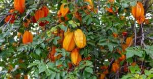 ripe orange averrhoa carambola or star fruit growing on tree in