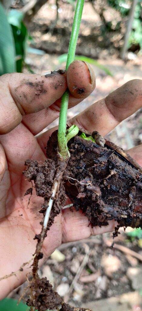 root 1