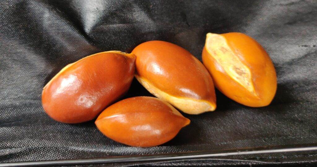 mahua seeds