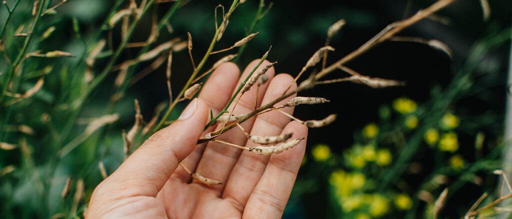hand's collecting lettuce vegetable seeds