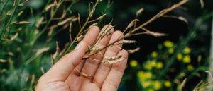 hand's collecting lettuce vegetable seeds