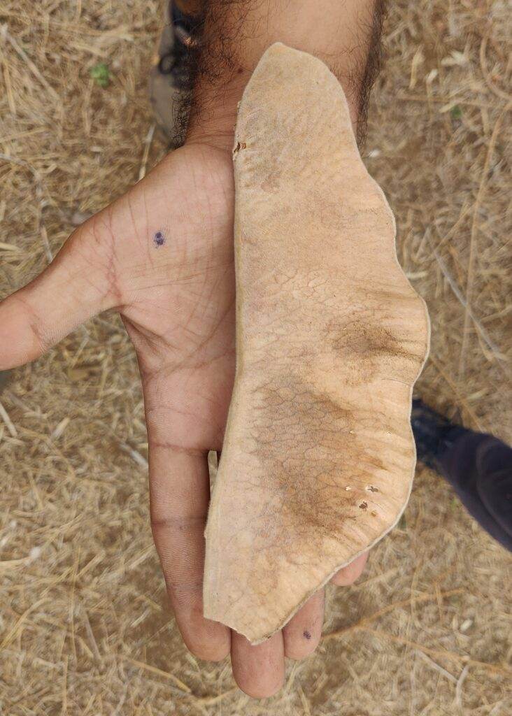 palash seedpod
