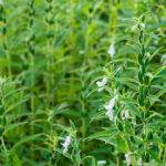 farmland in the growth of sesame on tree in sesame plants.