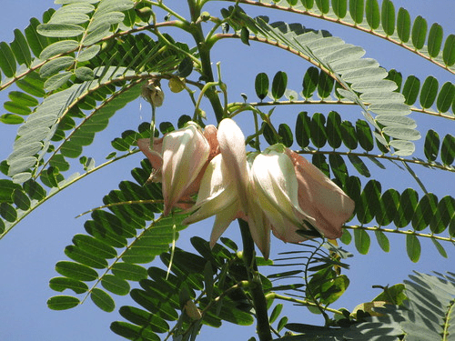 sesbania grandiflora (1)