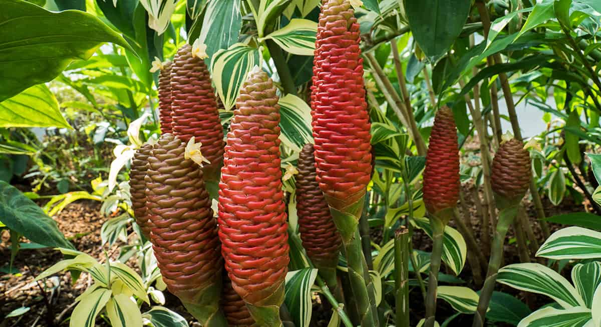 beehive ginger flowers in the garden background. closeup red sha