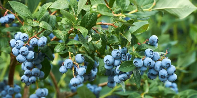 fresh organic blueberrys on the bush. vivid colors.