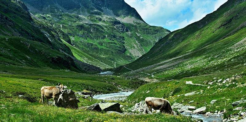 austrian alps view on the cows in valley ochsental