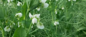 peas detail blossom flower white bio organic farm farming cover crop pisum sativum, green fertilization mulch field soil nutrition for other crops pea green manure nitrogen, agriculture agricultural