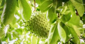 soursop fruit on the tree whole growing caribbean trinidad and t