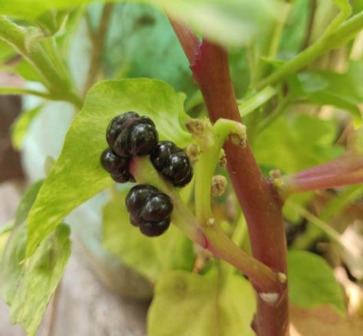 spinach fruit