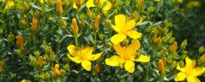 st johns wort flowers in meadow