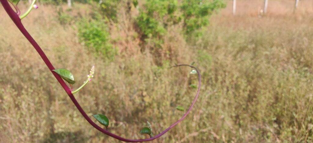 malabar spinach stem