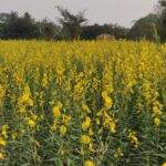 sunhempfiber