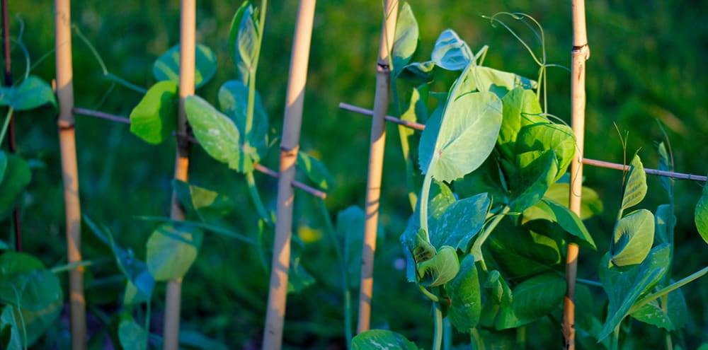 in organic cultivation, the young plant of the garden pea climbs