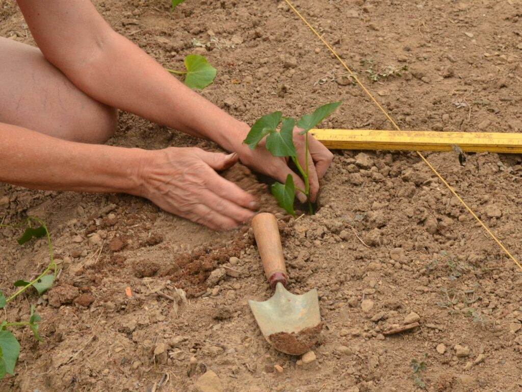 jo planting sweet potatoes