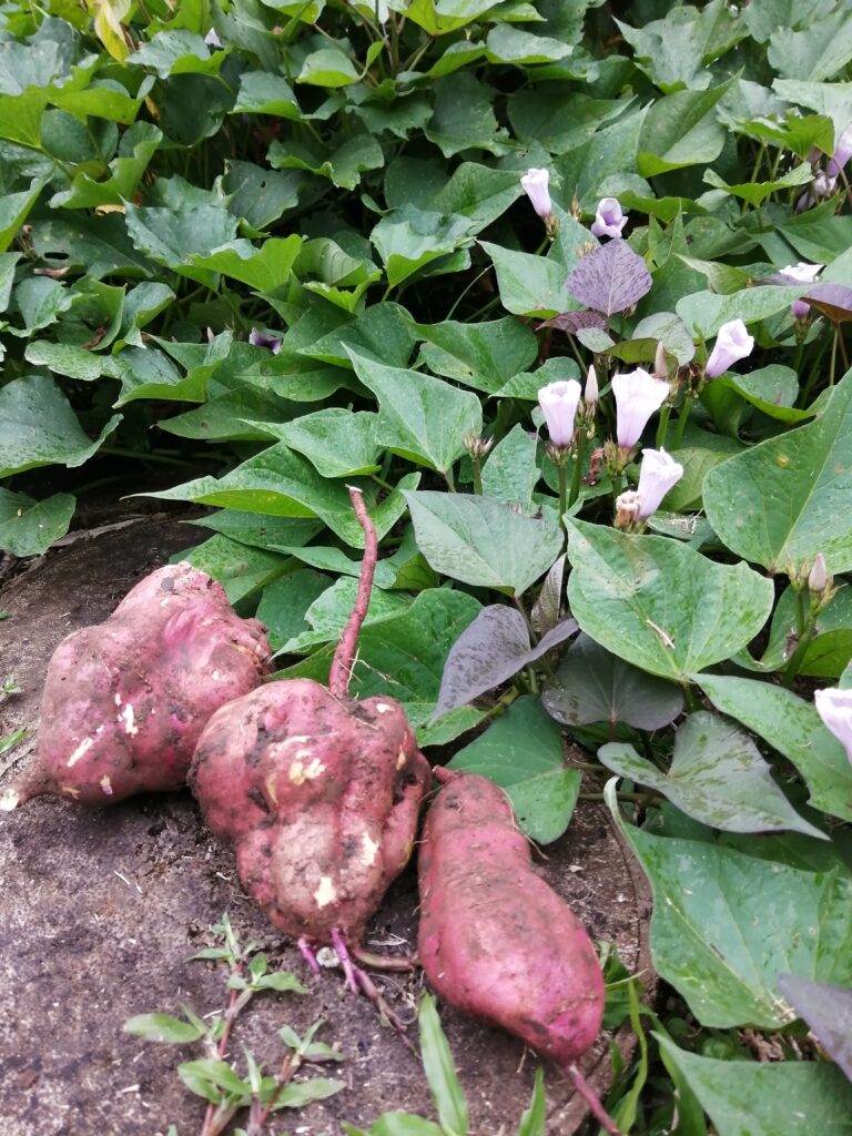 sweet potato (7)