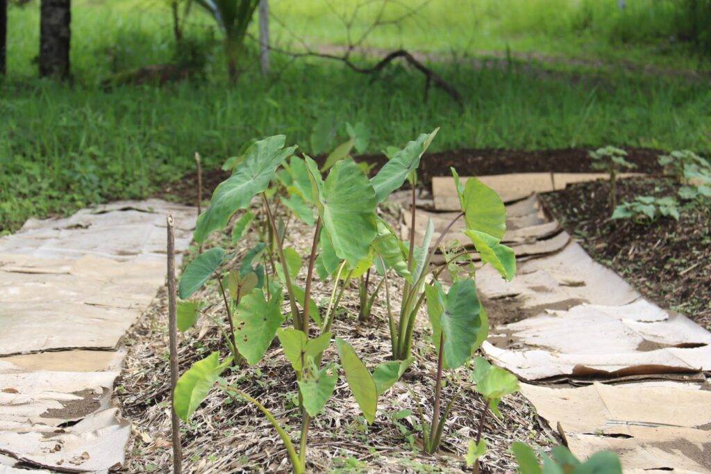 taro colocasia esculenta (8)