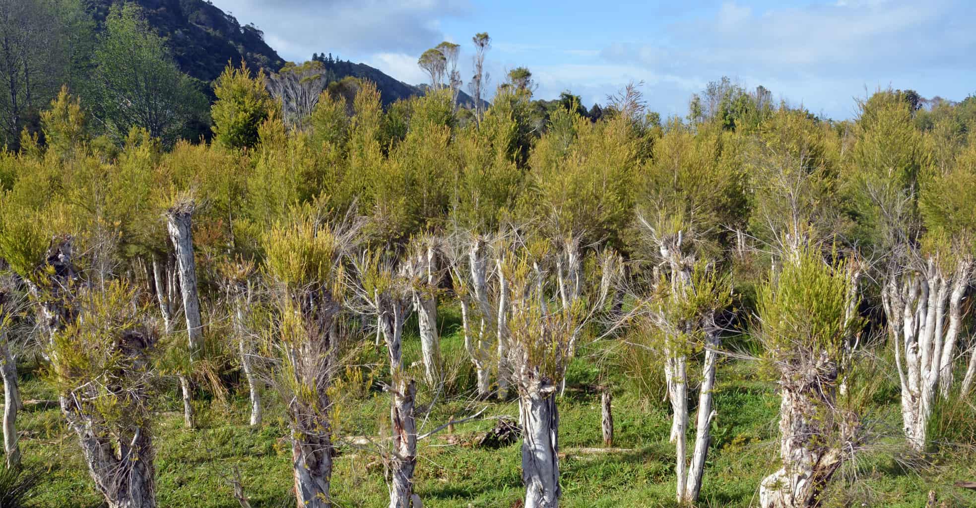 Discover Tea Tree: A Perennial Plant with Many Benefits & Uses
