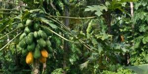 raw ripe yellow papaya growing on a tree