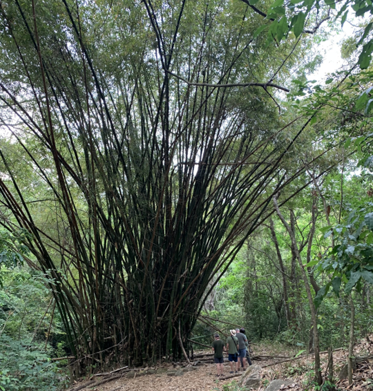 unmanaged bamboo clump