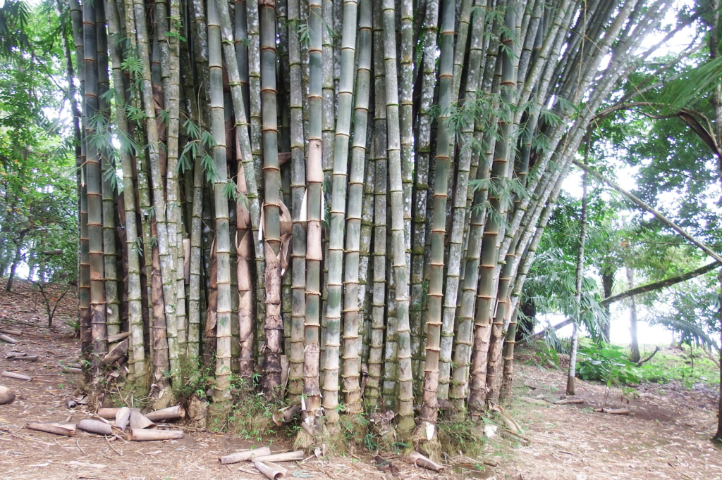 unmanaged clump