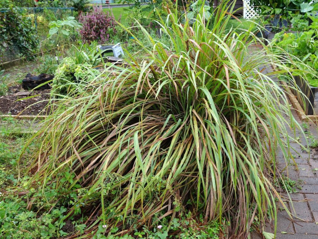 untended lemon grass