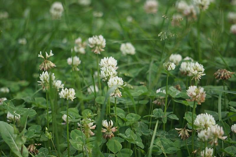 white clover and green grass