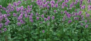 common hedgebettle plants in blossom