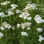 yarrow (achillea) blooms naturally in the grass