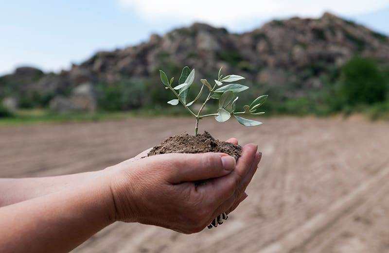 olive tree in rich soil on hands